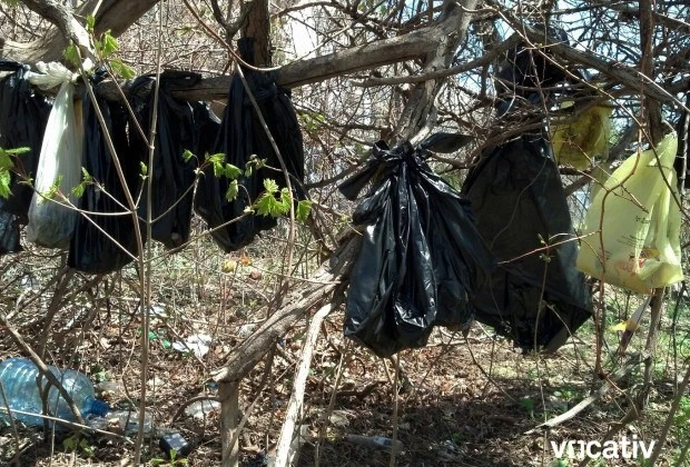 Rợn tóc gáy với cảnh xác 30 con mèo bị treo trên cây ảnh 1