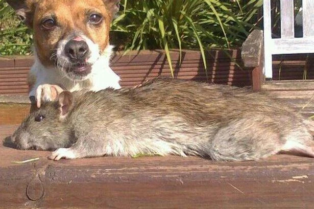 "Vua diệt chuột" sốc nặng vì chuột to gần bằng con chó nhà ảnh 1