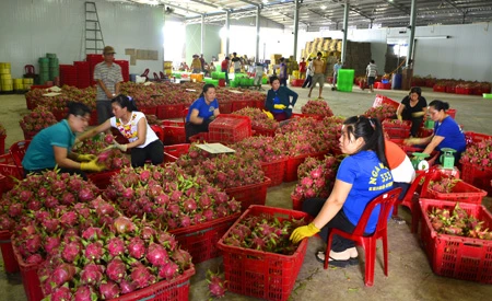 Thanh long cuối vụ đang được tập kết tại một điểm thu mua chuyển đi trước đợt nghỉ lễ dài ngày