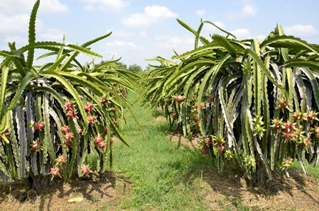 Một góc vườn thanh long đang đến độ thu hoạch&nbsp;