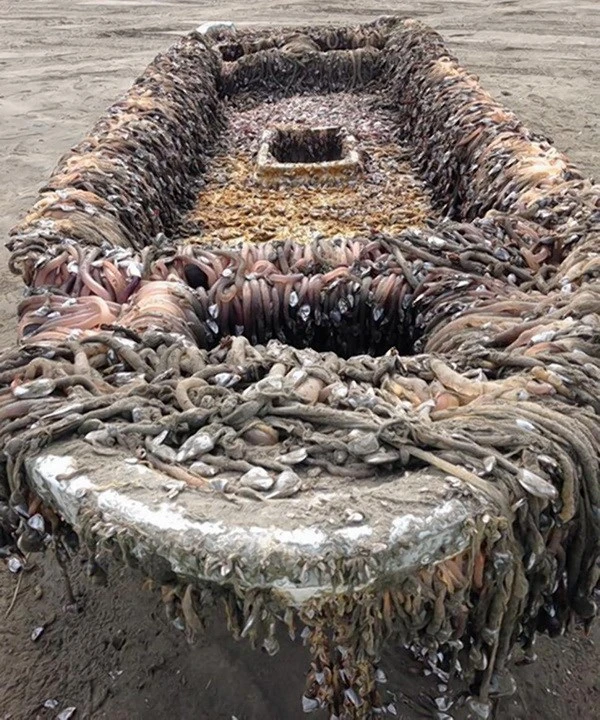 Hãi hùng với con tàu bí ẩn trôi dạt vào bờ biển nước Mỹ ảnh 1