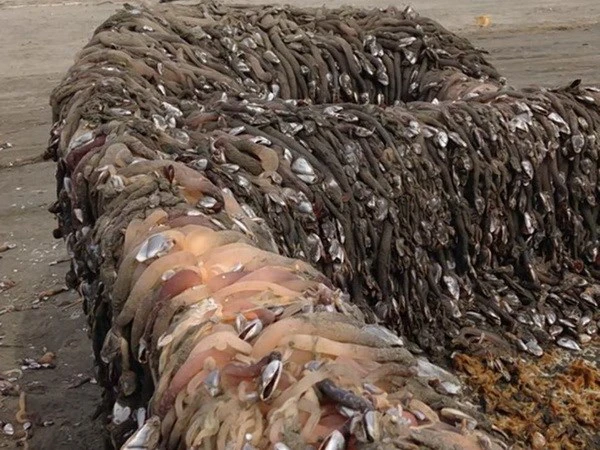 Hãi hùng với con tàu bí ẩn trôi dạt vào bờ biển nước Mỹ ảnh 2