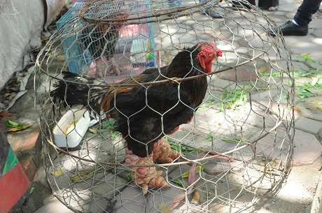 Chân gà Đông Tảo còn to hơn cổ tay người