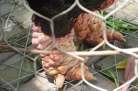 Trọng lượng của đôi chân khổng lồ này được chủ nhân ước tính nặng hơn 1kg