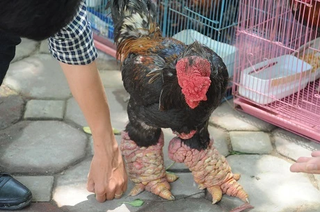 Chân gà Đông Tảo còn to hơn cổ tay người
