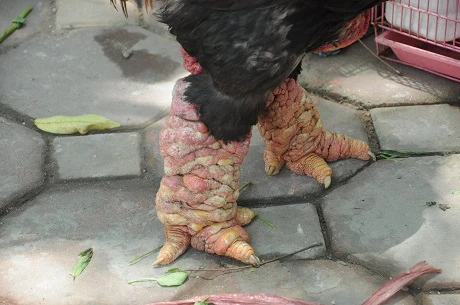 Nhiều người thán phục vì lần đầu nhìn thấy cặp chân cỡ khủng như vậy ở gà Đông Tảo