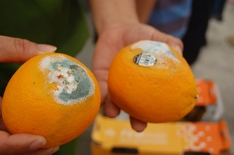 Cam mốc xanh được phát hiện tại kho hàng của Công ty&nbsp;