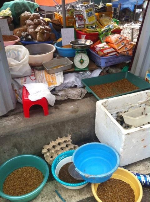 Sâu gạo được bày bán tràn lan tại khắp các cửa hàng trên đường Hoàng Hoa Thám.