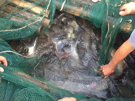 Mỗi lồng cá này có giá hàng trăm triệu