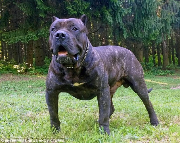 Con chó ngao Charlie, thủ phạm gây ra vụ tấn công chết người. Ảnh: Enterprise