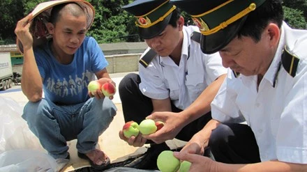 Cửa khẩu Tân Thanh tăng cường kiểm tra hàng hoa quả tươi nhập từ <a href='https://plo.vn/tu-khoa.html?q=Trung Quốc' title='Trung Quốc'>Trung Quốc</a>. Ảnh: Duy Chiến