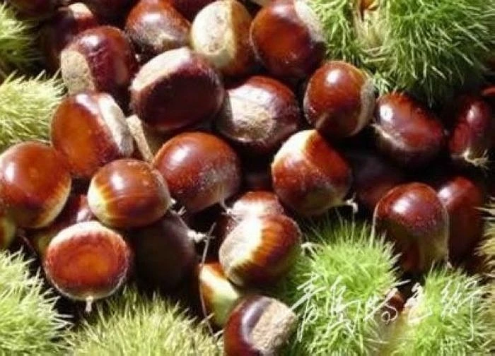 Những trái cây 'phản chủ' khi ăn nhiều ảnh 9