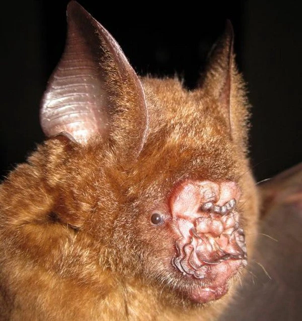 Phát hiện nhiều loài sinh vật quý hiếm, kỳ lạ tại Việt Nam ảnh 1