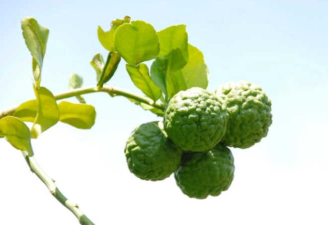 Nhập mô tả cho ảnh