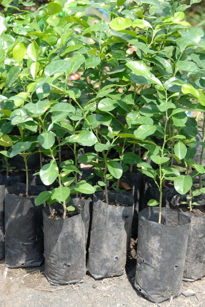 Nhập mô tả cho ảnh