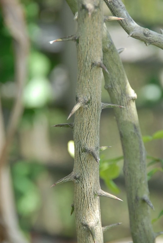 Nhập mô tả cho ảnh