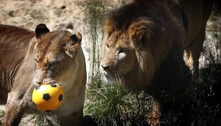 Điểm danh các tiên tri dự đoán World Cup trên khắp thế giới