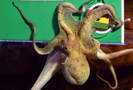 Điểm danh các tiên tri dự đoán World Cup trên khắp thế giới