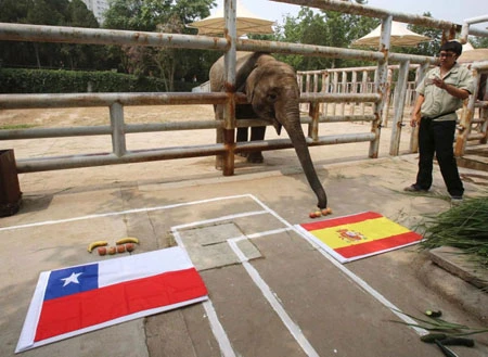 Điểm danh các tiên tri dự đoán World Cup trên khắp thế giới