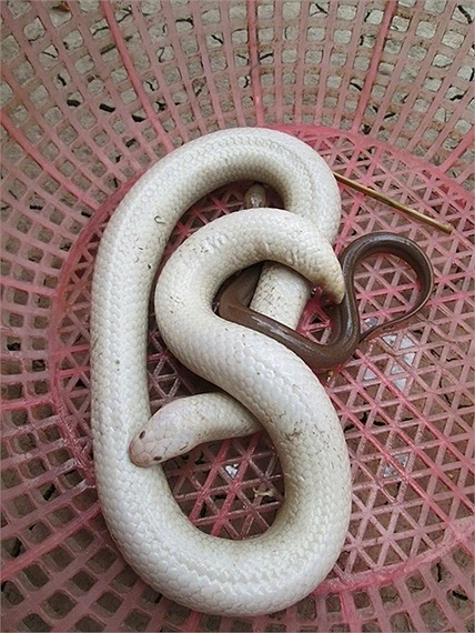 Cận cảnh rắn bạch tạng ở miền Tây ảnh 5