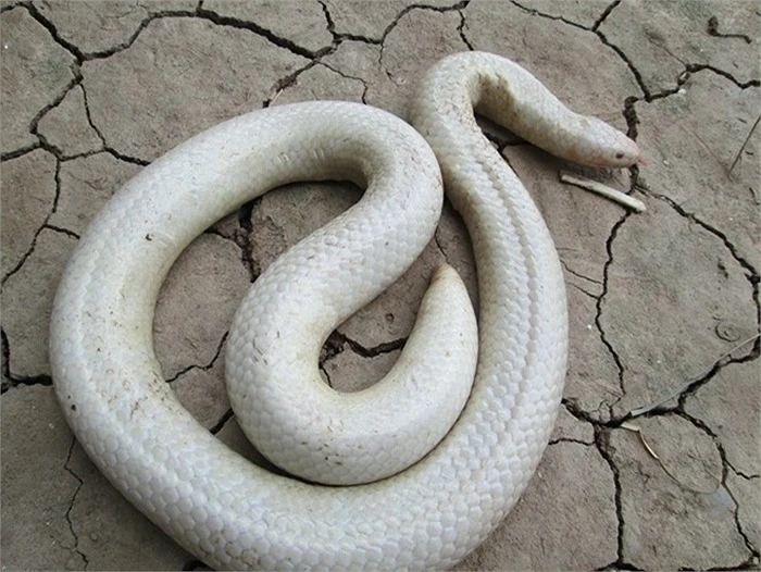Cận cảnh rắn bạch tạng ở miền Tây ảnh 3