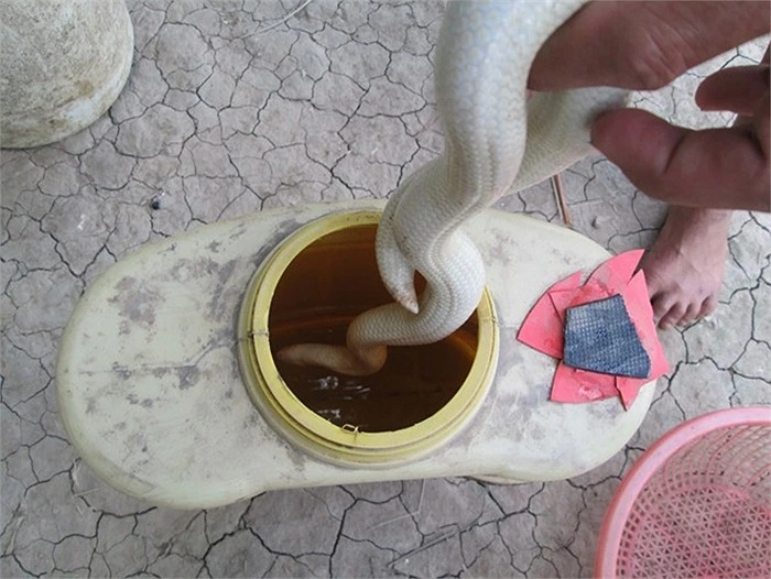 Cận cảnh rắn bạch tạng ở miền Tây ảnh 6