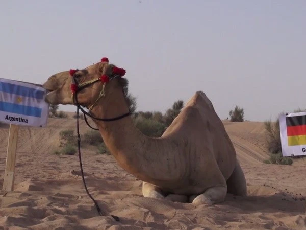 "Thảm họa tiên tri" lạc đà tìm ra nhà vô địch World Cup 2014 ảnh 1