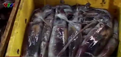 Loại mực <a href='https://plo.vn/hay-dep-la/' title='lạ'>lạ</a> có giá chỉ 20.000-40.000 đồng/kg.