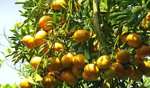 Nông sản Việt: Tốt vẫn bị "đè" ảnh 1