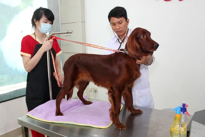 Bên trong khách sạn 5 sao cho thú cưng độc nhất Việt Nam (5)