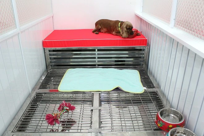 Bên trong khách sạn 5 sao cho thú cưng độc nhất Việt Nam (3)