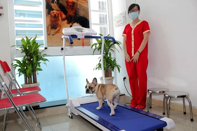 Bên trong khách sạn 5 sao cho thú cưng độc nhất Việt Nam (10)