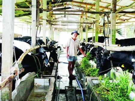 Nuôi bò mang sữa tưới gốc cao su (1)