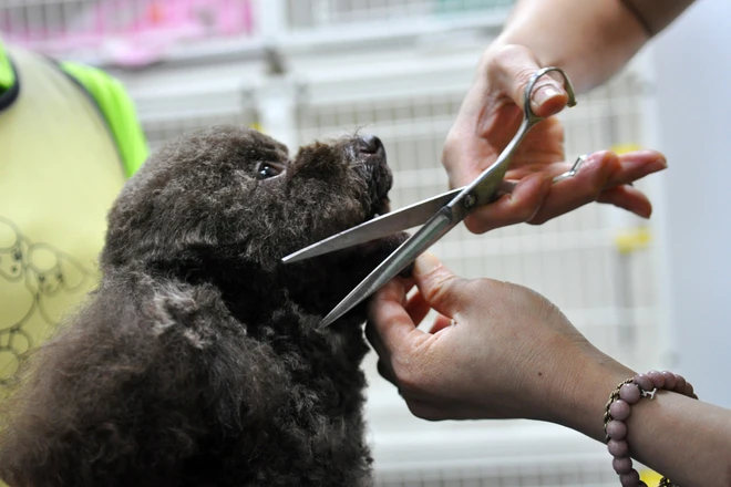 Spa cho cún yêu ở Hà Nội ảnh 3