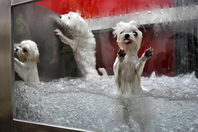 Spa cho cún yêu ở Hà Nội ảnh 5