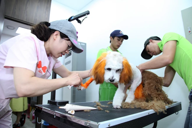 Spa cho cún yêu ở Hà Nội ảnh 2