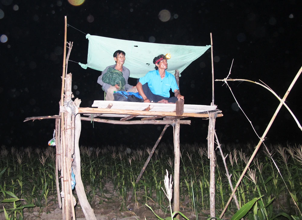 Các cá thể nghi bò tót bỗng dưng biến mất ảnh 2