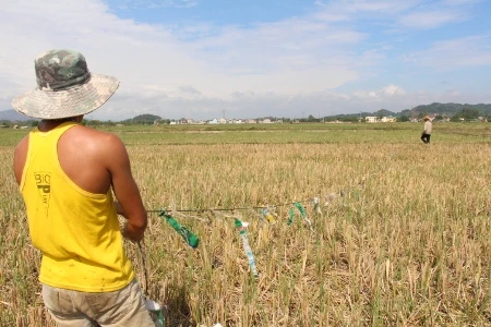 Giăng lưới để bắt châu chấu