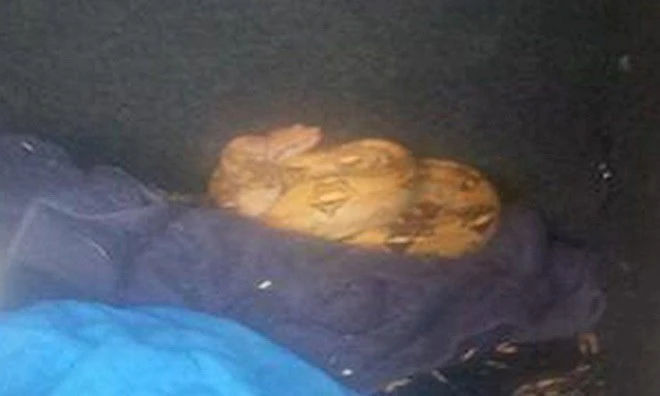 Lạ đời phát hiện rắn nằm ở cốp xe mới mua ảnh 1