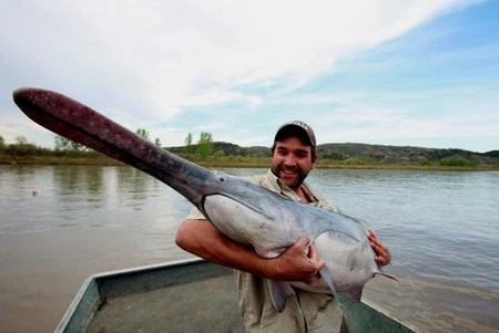 Những loài cá nước ngọt có kích thước “khủng” nhất thế giới