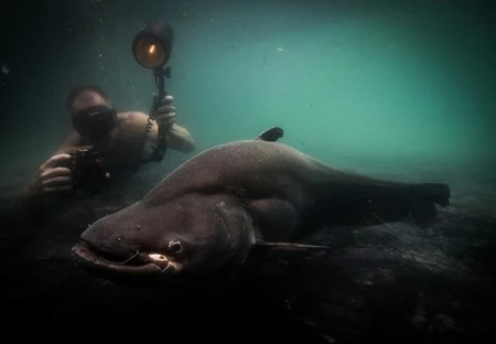 Những loài cá nước ngọt có kích thước “khủng” nhất thế giới