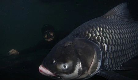 Những loài cá nước ngọt có kích thước “khủng” nhất thế giới