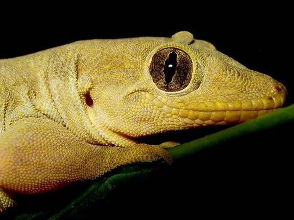 Bí mật của thằn lằn hỗ trợ nghiên cứu tái tạo bộ phận ở người ảnh 1