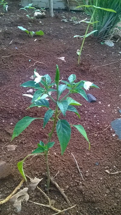 Ảnh vui tuần này ảnh 6