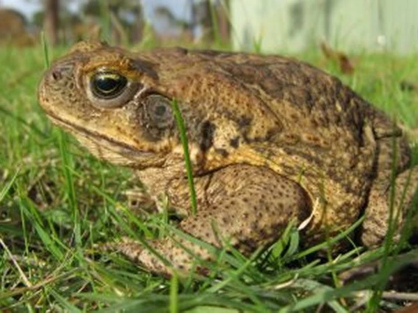 Nọc độc của cóc có khả năng chữa trị ung thư tuyến tiền liệt ảnh 1