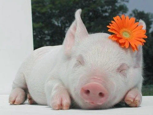 Những chú lợn con đáng yêu nhất quả đất ảnh 9