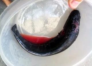 Cá quả Trung Quốc có màu đen trũi và khi mổ, bụng cá có rất nhiều mỡ.