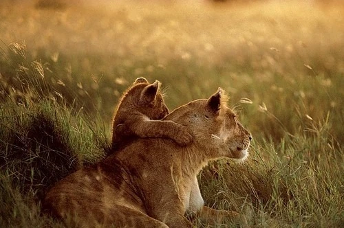 Những khoảnh khắc đẹp về tình mẫu tử của loài vật ảnh 18