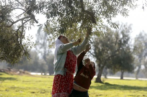 Quy trình thu hoạch và chế biến dầu Ô liu ảnh 11