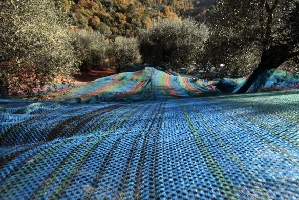 Quy trình thu hoạch và chế biến dầu Ô liu ảnh 6